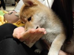 -逗柴咖啡屋·狗咖猫咖宠物桌游
