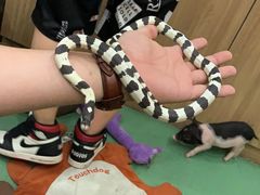 -藦茜花园宠物主题亲子互动体验馆(国顺东路店)