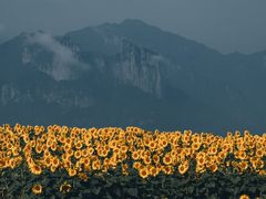 -温州永嘉书院