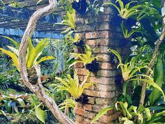 -深圳仙湖植物园