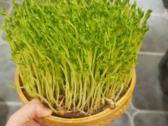 鲜豆苗-廣順興(天明路店)