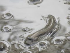-北海金海湾红树林生态旅游区