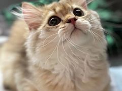 -猫大福·Fortune Cat猫舍(百子湾店)