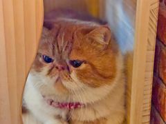 -名猫咖啡馆·撸猫·拼豆