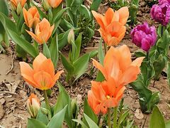 -石家庄市植物园