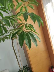 -HEYAN荷妍专业脱毛连锁机构