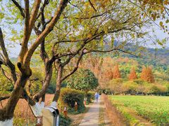 -八卦田遗址公园