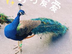 -西双版纳原始森林公园