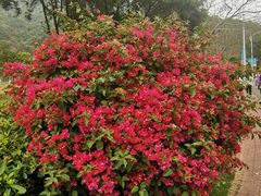 -梧桐山风景名胜区