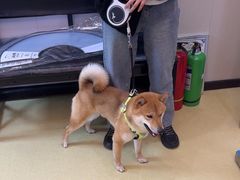 -格蕾宠物医院24H·猫科·肿瘤科·骨科中心(福州总院)