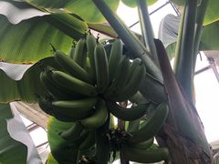-北京呀路古热带植物园