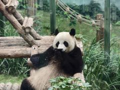 -大连森林动物园