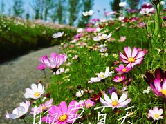 -洋湖国家湿地公园