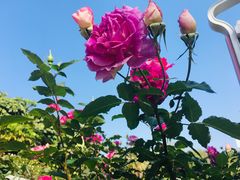 -人民公园(罗湖区)