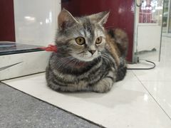 -芬芳甜品(同福路店)