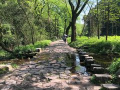 -龙坞茶村
