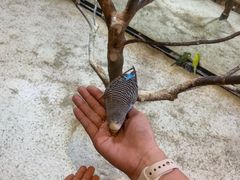 -上海大自然野生昆虫馆(东方明珠·爬宠昆虫探索中心)