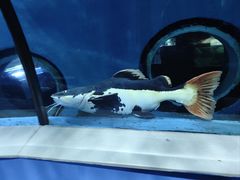 -苏州海洋馆