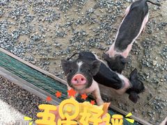 -前小桔亲子创意农场·草莓采摘·露营烧烤