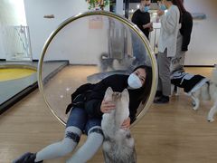 -Husky Go! 哈士奇体验馆·宠物咖啡厅狗咖