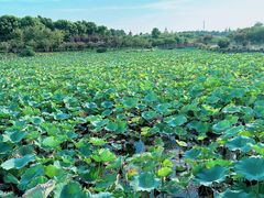 -上海海湾国家森林公园