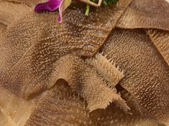 -佬土鹅肠火锅(扬中步行街店)