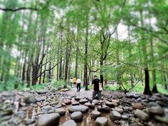 -上海共青森林公园