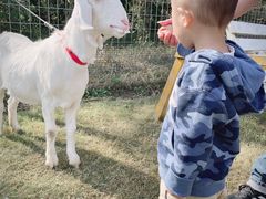 -前小桔亲子创意农场·草莓采摘·露营烧烤