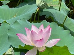 -荔湾湖公园
