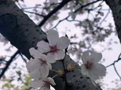 -贡湖湾湿地公园