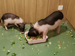 -藦茜花园宠物主题亲子互动体验馆(国顺东路店)