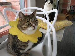 -喵屿·大理花园猫咖