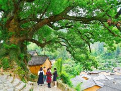 -杨家堂村