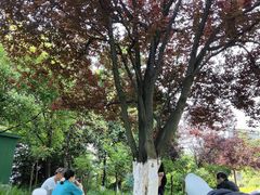 -铁山坪森林公园