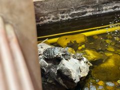 -八先生涮肉房(三里河店)