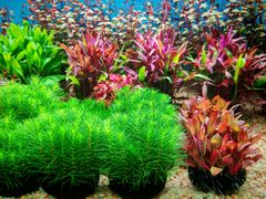 -双季花艺园艺市场(浦东店)