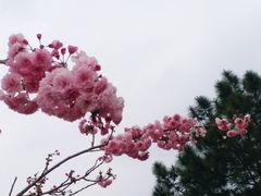 -天适樱花悠乐园