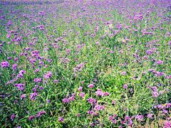 -莲花山花海