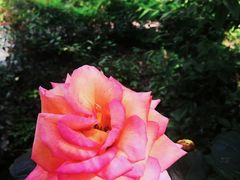 -合肥滨湖国家森林公园