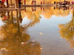 -金塔沙漠胡杨林景区