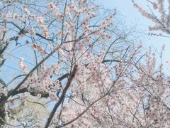 -桃花堤公园