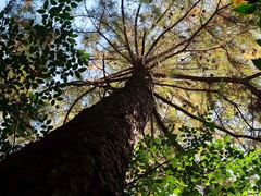 -杭州半山国家森林公园