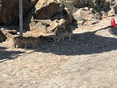 -西霞口神雕山野生动物世界