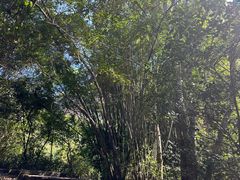-武夷山风景名胜区-虎啸岩