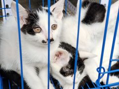 -青石桥花鸟鱼虫市场(叠翠城店)