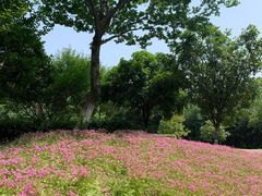 -盘龙城国家考古遗址公园