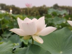-泗洪洪泽湖湿地景区