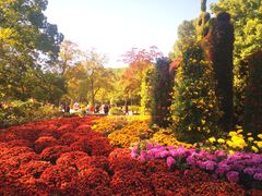 -上海共青森林公园