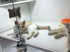 -李小姐の猫咖啡馆(五角场店)