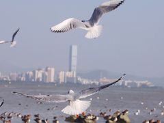 -深圳湾公园(南山区)